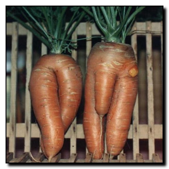 Морковки, а туда же
